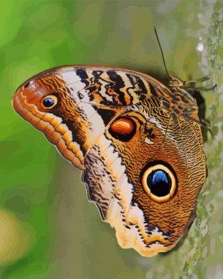 Caligo Owl Butterfly Paint By Number