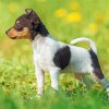 Cute Fox Terrier Puppy Paint By Number