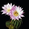 Echinopsis Oxygona Paint By Numbers