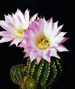 Echinopsis Oxygona Paint By Numbers