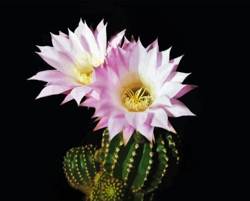 Echinopsis Oxygona Paint By Numbers