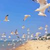 Flying Seagulls Over Beach Paint By Number