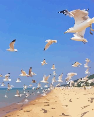 Flying Seagulls Over Beach Paint By Number