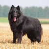 Funny Belgian Sheepdog Paint By Number