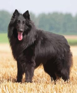 Funny Belgian Sheepdog Paint By Number