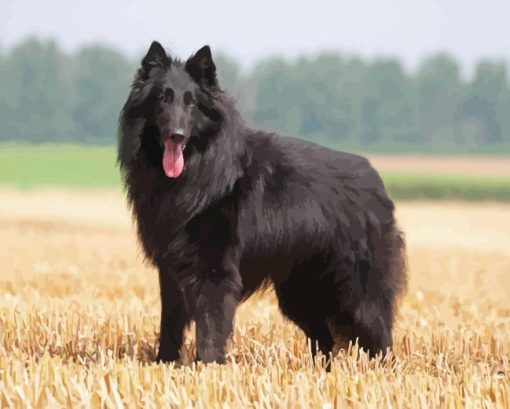 Funny Belgian Sheepdog Paint By Number