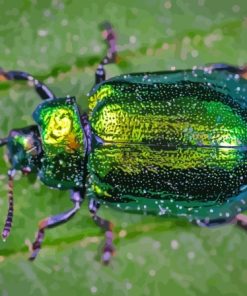 Green Beetle Bug Paint By Number