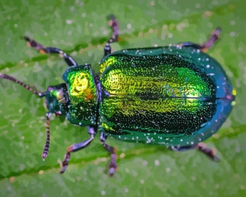 Green Beetle Bug Paint By Number