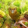 Kakapo Bird Paint By Numbers