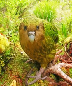 Kakapo Bird Paint By Numbers