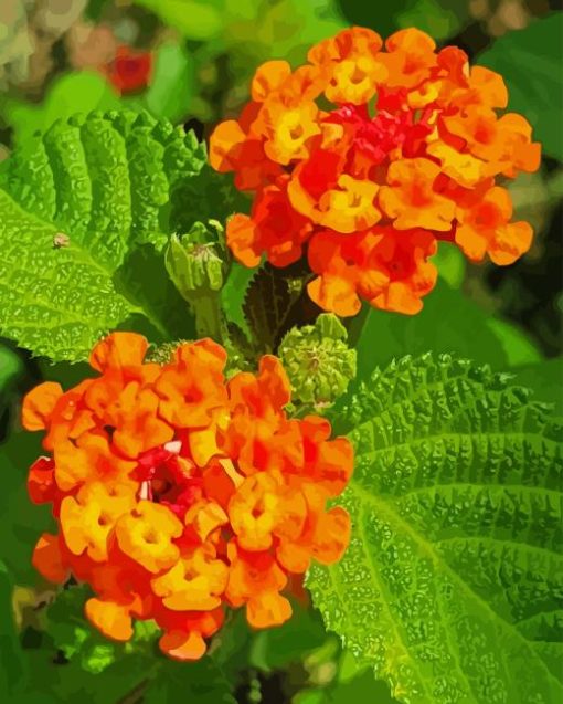 Lantana Camara Paint By Numbers