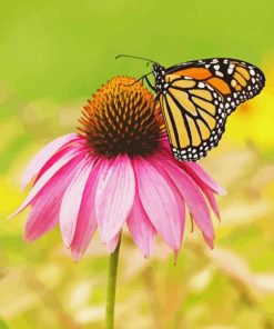 Monarch Butterfly On Pink Coneflower Paint By Number