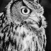 Owl Black And White Bird Paint By Number