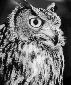 Owl Black And White Bird Paint By Number