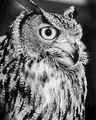 Owl Black And White Bird Paint By Number