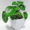 Peperomia Plant In White Pot Paint By Number