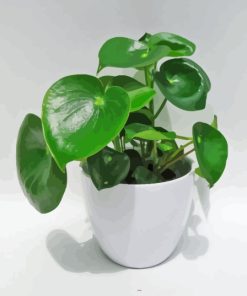 Peperomia Plant In White Pot Paint By Number