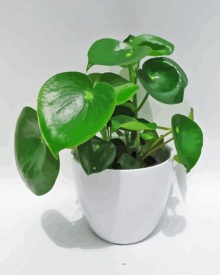 Peperomia Plant In White Pot Paint By Number