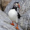 Puffins On Rock Paint By Numbers