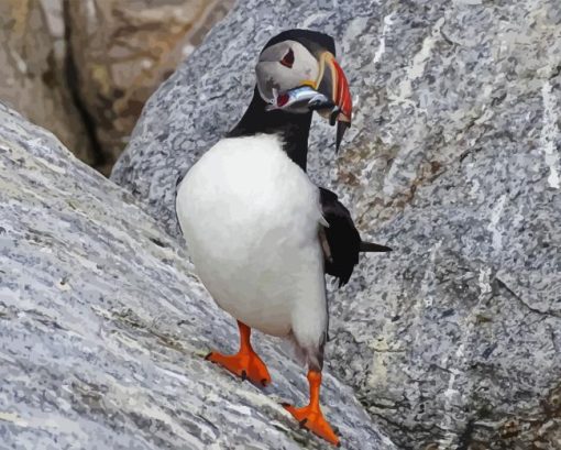 Puffins On Rock Paint By Numbers