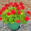 Red Flowers Geraniums In Pot Paint By Number