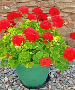 Red Flowers Geraniums In Pot Paint By Number