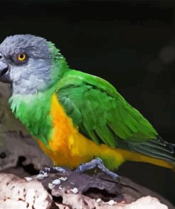 Senegal Parrot Paint By Number