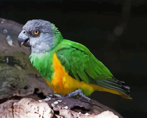 Senegal Parrot Paint By Number