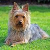 Silky Terrier Paint By Number