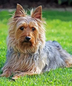 Silky Terrier Paint By Number