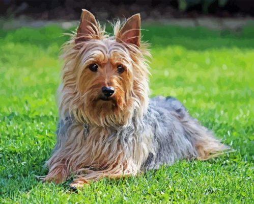 Silky Terrier Paint By Number