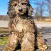 Silver Goldendoodle Dog Paint By Number