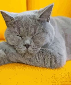 Sleepy Grey Kitty Paint By Number