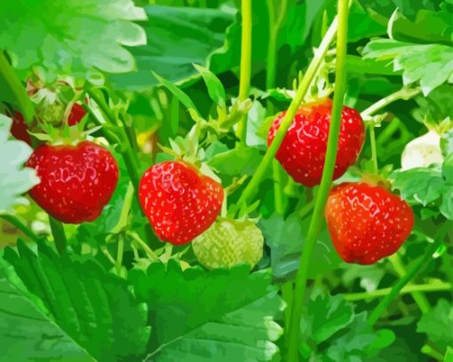 Strawberries Tree Plant Paint By Number