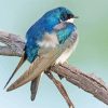 Tree Swallow Bird On Tree Paint By Number