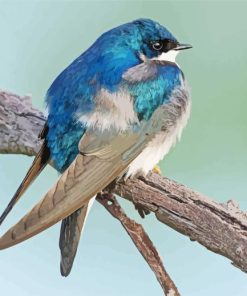 Tree Swallow Bird On Tree Paint By Number