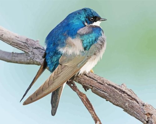 Tree Swallow Bird On Tree Paint By Number