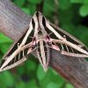 Banded Sphinx Moth Paint By Numbers