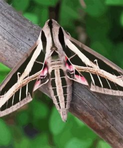 Banded Sphinx Moth Paint By Numbers