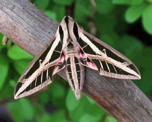 Banded Sphinx Moth Paint By Numbers