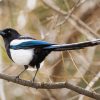 Black Billed Magpie On Stick Paint By Number
