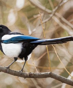 Black Billed Magpie On Stick Paint By Number