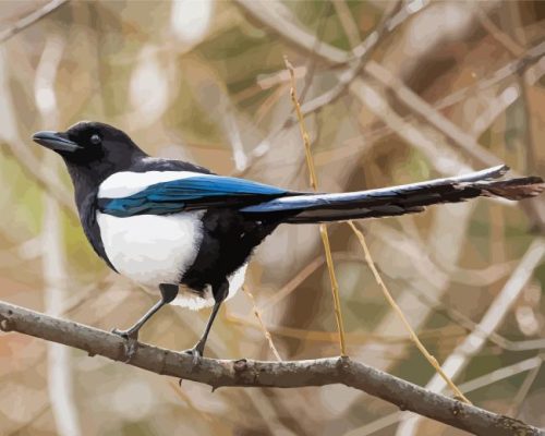 Black Billed Magpie On Stick Paint By Number