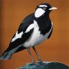 Magpie Lark Black And White Bird Paint By Numbers