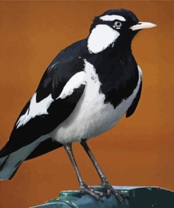 Magpie Lark Black And White Bird Paint By Numbers