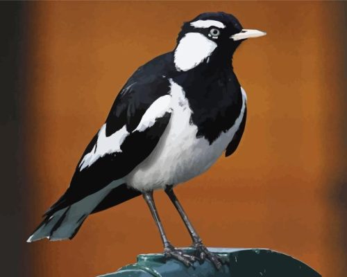 Magpie Lark Black And White Bird Paint By Numbers