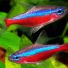 Neon Tetra Fishes Paint By Numbers