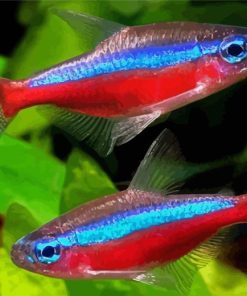 Neon Tetra Fishes Paint By Numbers