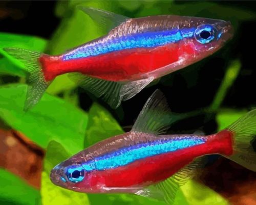 Neon Tetra Fishes Paint By Numbers