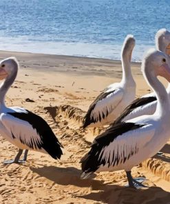Pelicans At The Beach Paint By Numbers